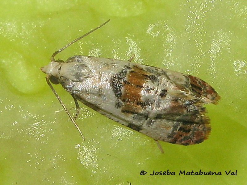 Cochylis hybridella - Tortricidae